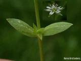 Bekkestjerneblom (Stellaria alsine)