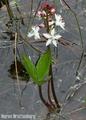 Bukkeblad (Menyanthes trifoliata)