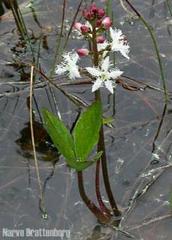 Bukkeblad (Menyanthes trifoliata)