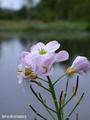 Engkarse (Cardamine pratensis)