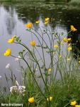 Bakkesoleie (Ranunculus acris)