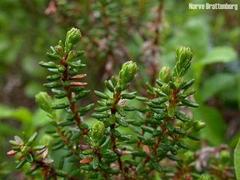 Crowberry (Empetrum nigrum subsp. nigrum)