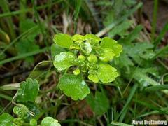 Kystmaigull (Chrysosplenium oppositifolium)