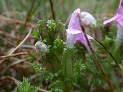 Kystmyrklegg (Pedicularis sylvatica)