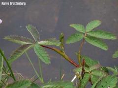 Myrhatt (Comarum palustre)