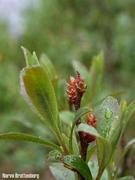 Pors (Myrica gale)