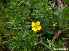 Tepperot (Potentilla erecta)