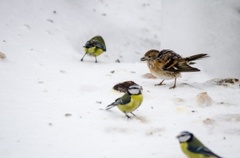 Bjørkefink (Fringilla montifringilla)