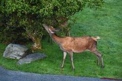 Red Deer (Cervus elaphus)