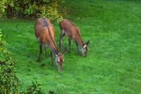 Hjort (Cervus elaphus)