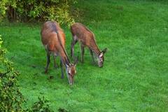 Red Deer (Cervus elaphus)