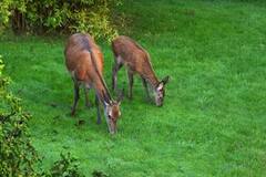 Hjort (Cervus elaphus)