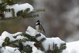 Svartmeis (Periparus ater)