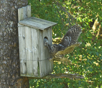 Tawny Owl (Strix aluco)