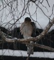 Spurvehauk (Accipiter nisus)