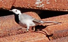 White Wagtail (Motacilla alba)