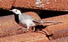 Linerle (Motacilla alba)