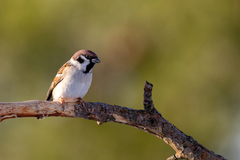 Eurasian Tree Sparrow (Passer montanus)