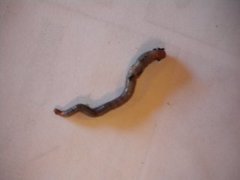 Green Worm (Allolobophora chlorotica)