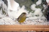 Grønnfink (Carduelis chloris)