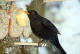 Svarttrost (Turdus merula)