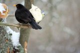 Svarttrost (Turdus merula)