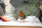 Rødstrupe (Erithacus rubecula)