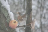 Gråtrost (Turdus pilaris)