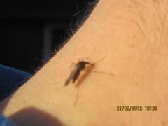 Mosquito (Culicidae)