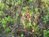 Blåbær (Vaccinium myrtillus)