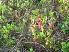 Blåbær (Vaccinium myrtillus)