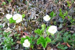 Molte (Rubus chamaemorus)