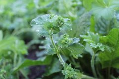 Marikåpe (Alchemilla sp.)