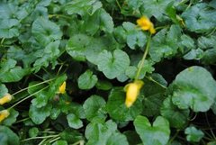 Lesser Celandine (Ranunculus ficaria)