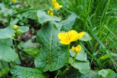 Vårkål (Ranunculus ficaria)