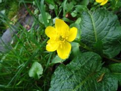 Bekkeblom (Caltha palustris)