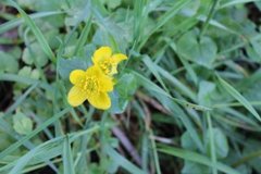 Bekkeblom (Caltha palustris)