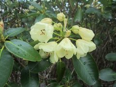 Rhododendronslekta (Rhododendron)