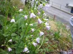 Cuckooflower (Cardamine pratensis)