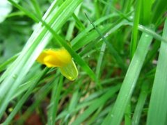 Vårkål (Ranunculus ficaria)