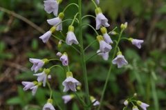 Cuckooflower (Cardamine pratensis)