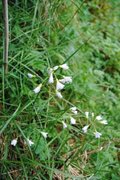 Cuckooflower (Cardamine pratensis)