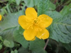 Bekkeblom (Caltha palustris)