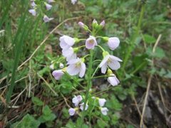 Cuckooflower (Cardamine pratensis)