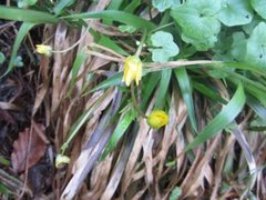 Lesser Celandine (Ranunculus ficaria)
