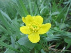 Bekkeblom (Caltha palustris)