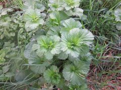 Stornesle (Urtica dioica)