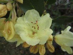 Rhododendronslekta (Rhododendron)