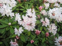 Rhododendronslekta (Rhododendron)