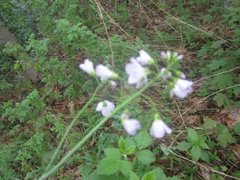 Cuckooflower (Cardamine pratensis)
